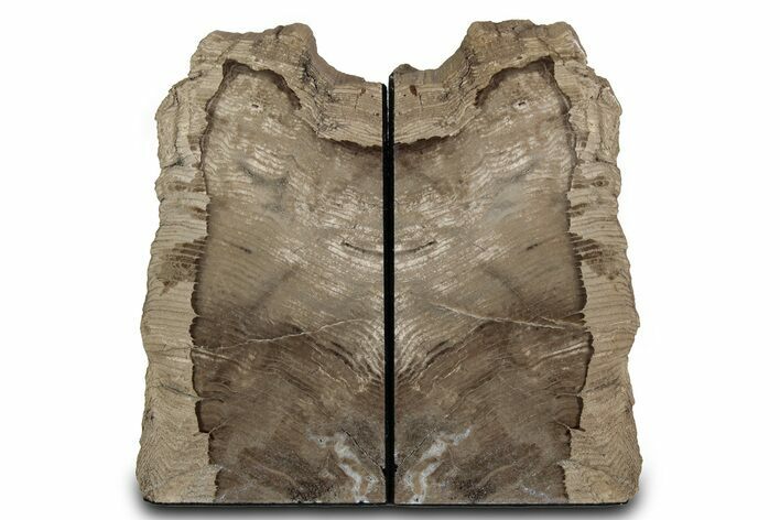 Tall Petrified Wood Bookends - Sweet Home, Oregon #382153